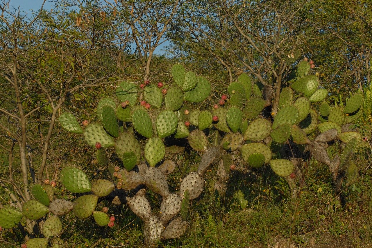 cactus tree nature free photo