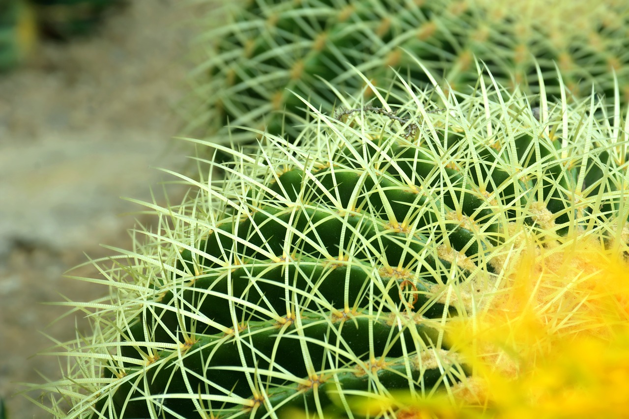 cactus flower desert free photo