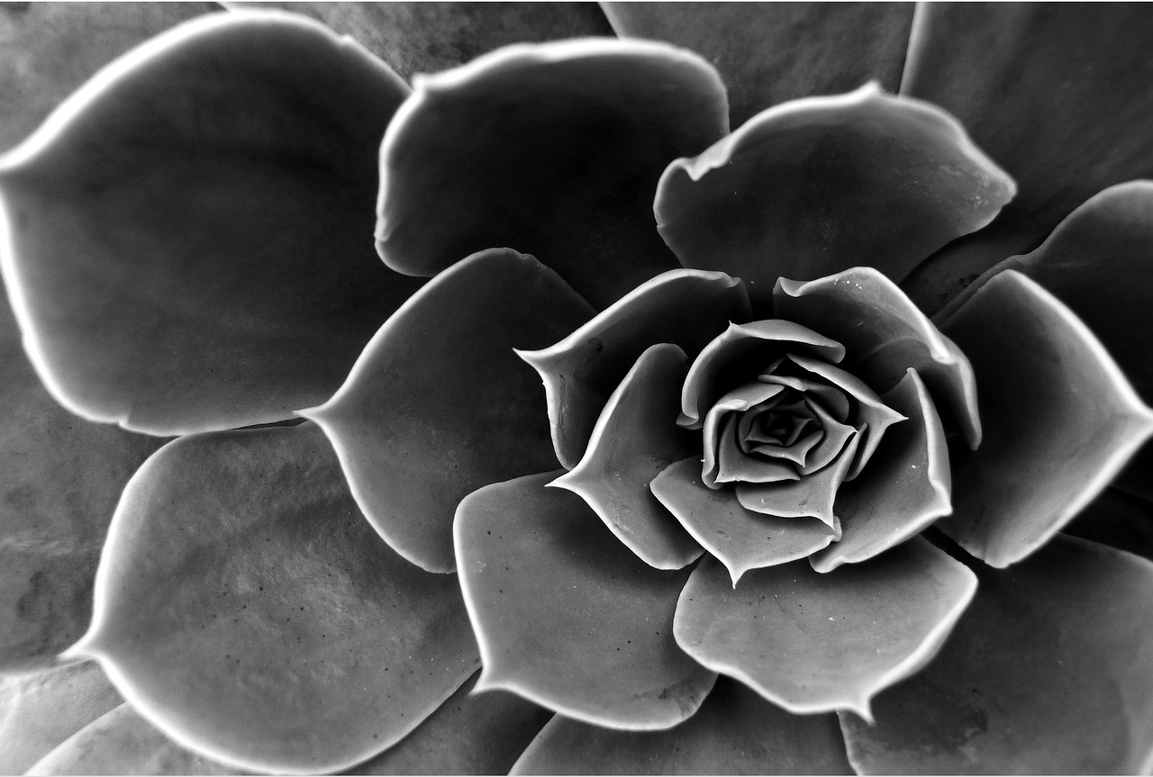 cactus flower black and white free photo