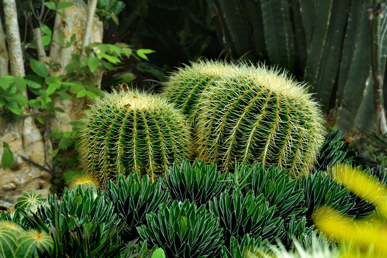 cactus green sharp free photo