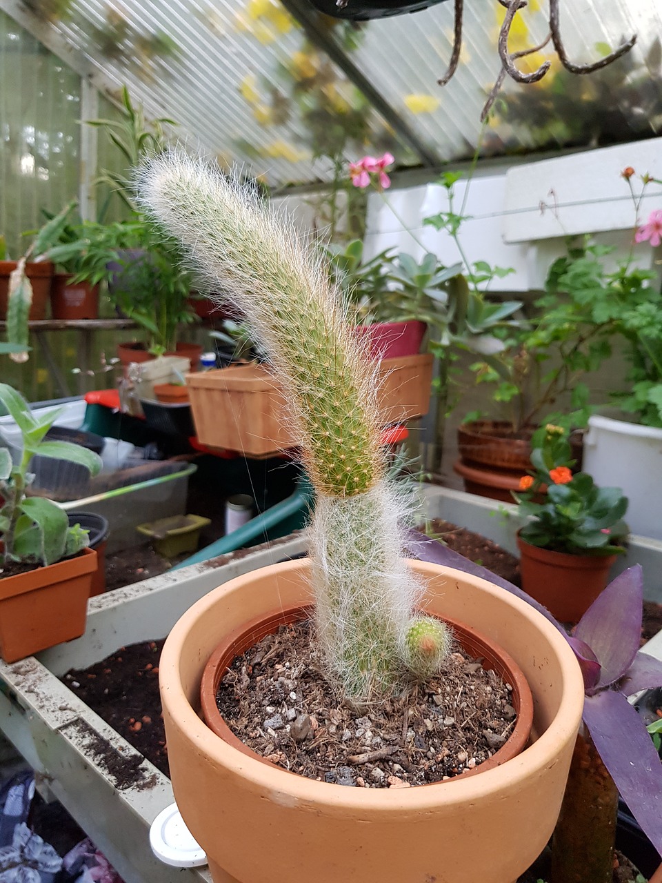 cactus greenhouse plant free photo