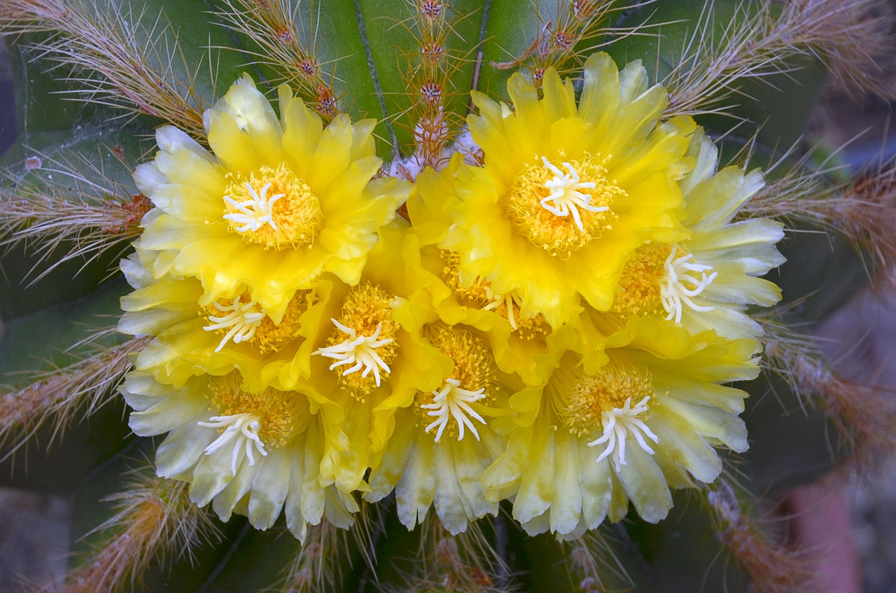 cactus blossom bloom free photo