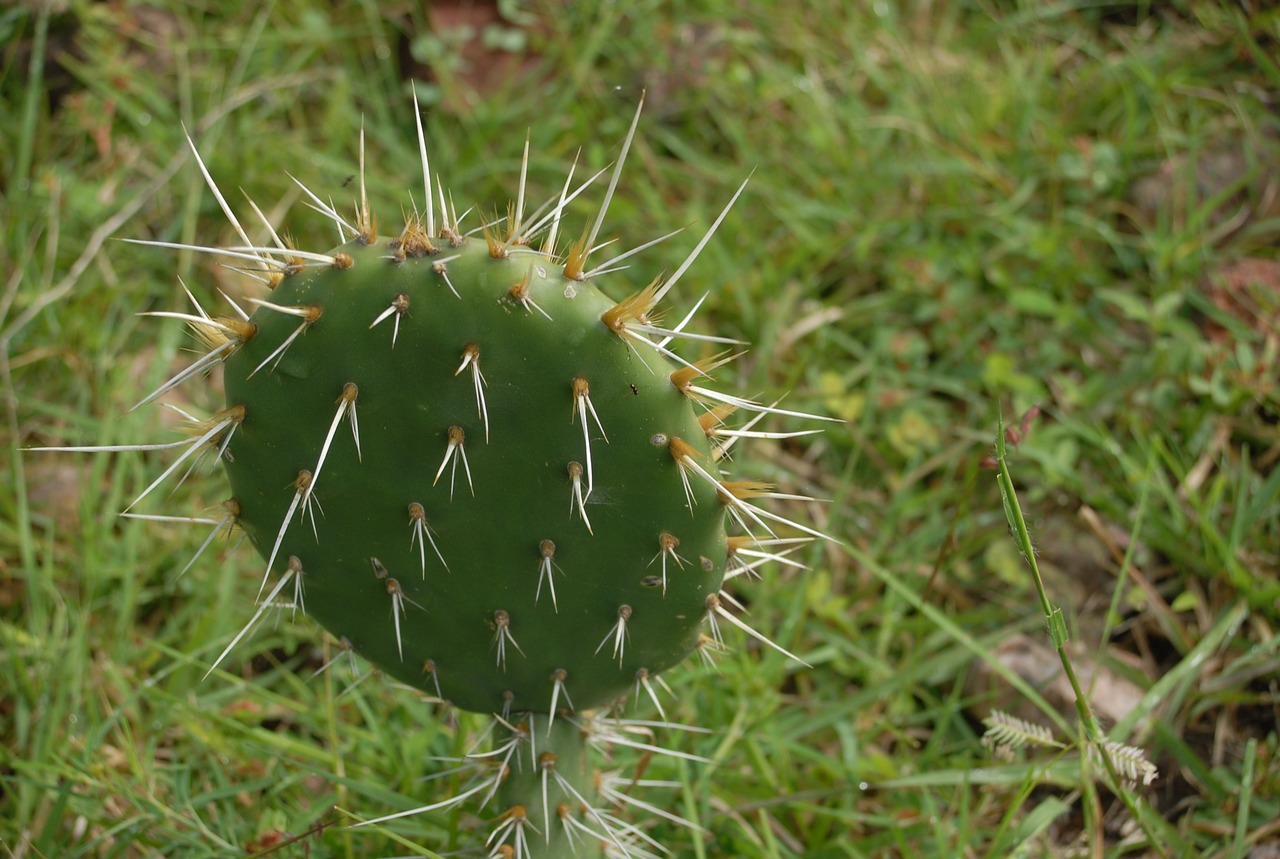 cactus thorns nature free photo