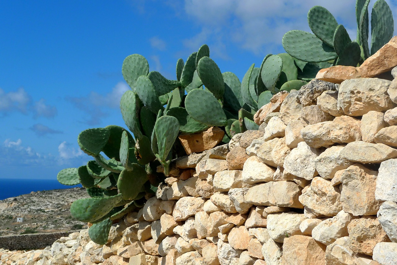 cactus plant fruit free photo