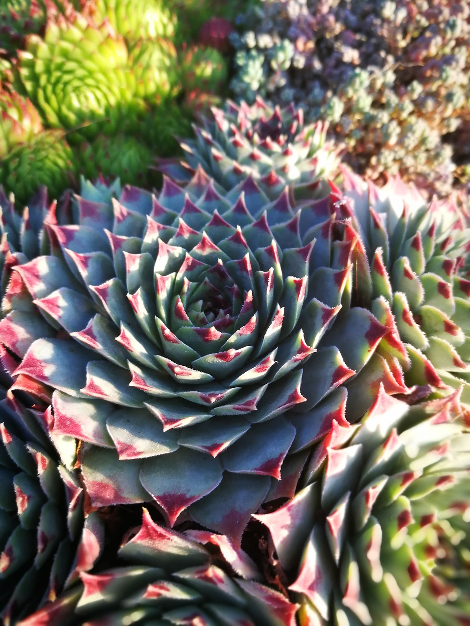 cactus plant plants free photo