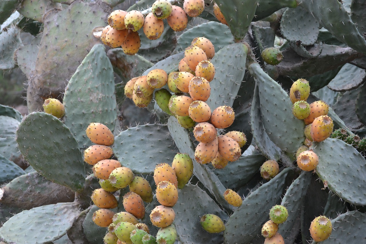 cactus barbed fig flavor free photo