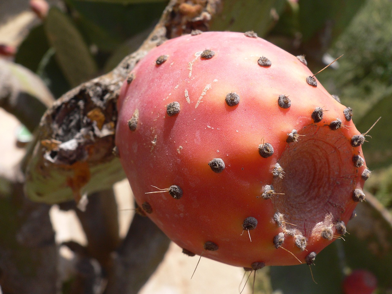 cactus figs fruits free photo