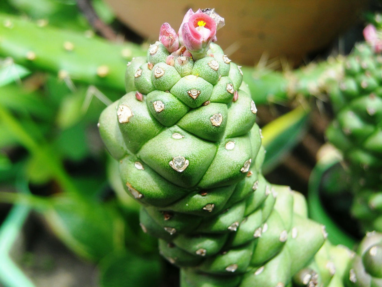 cactus green flowers free photo