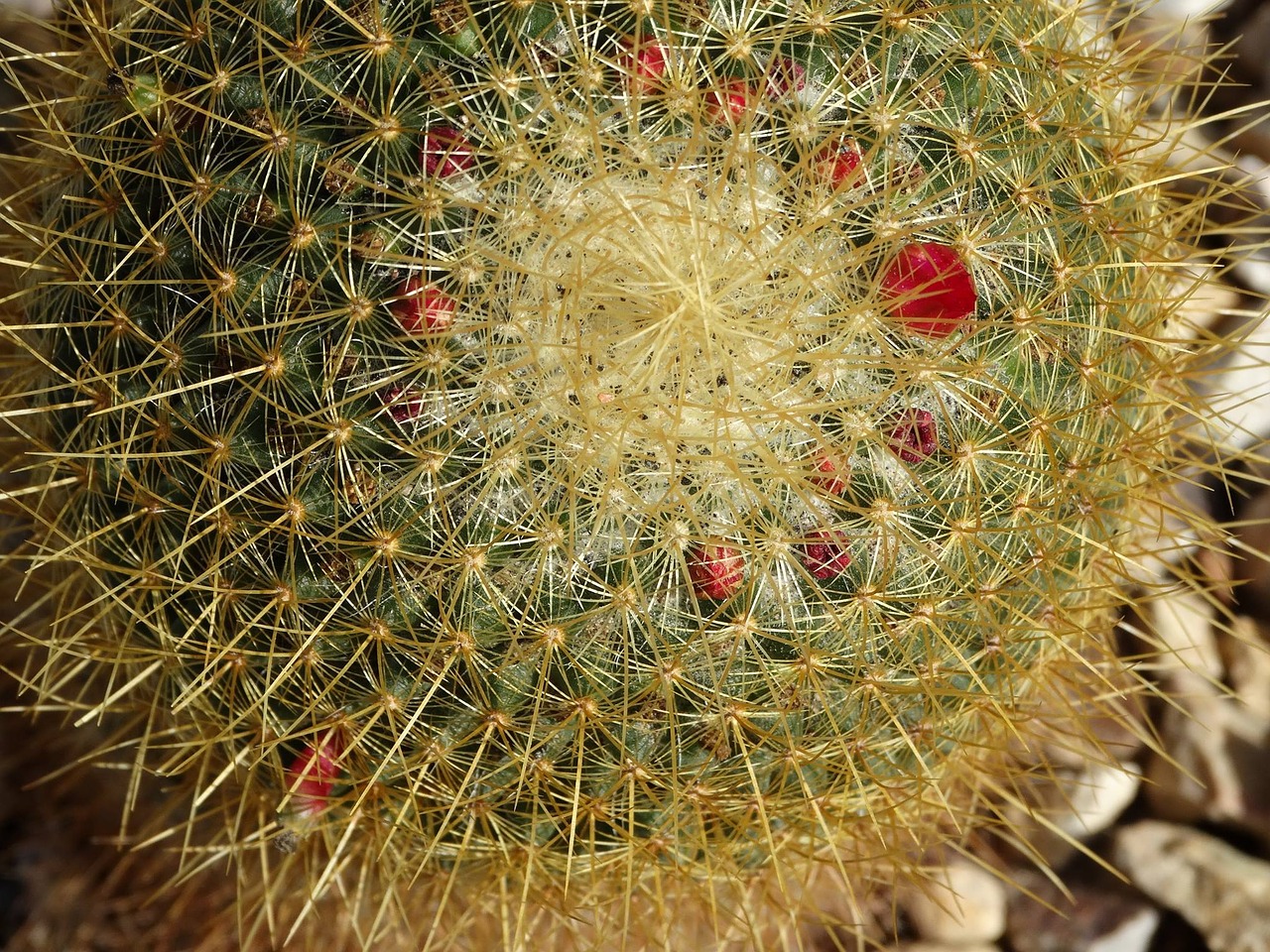 cactus flowers desert free photo