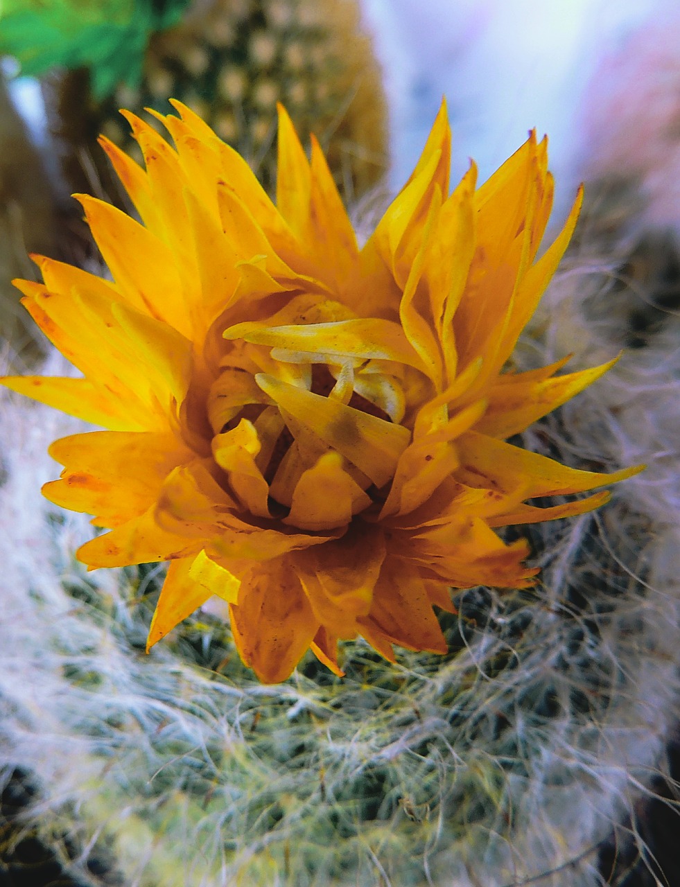 cactus yellow flower free photo