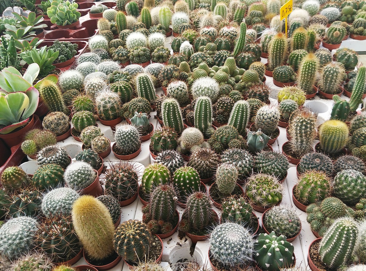 cactus nursery plants free photo