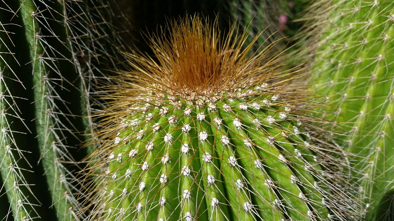 cactus biology green free photo