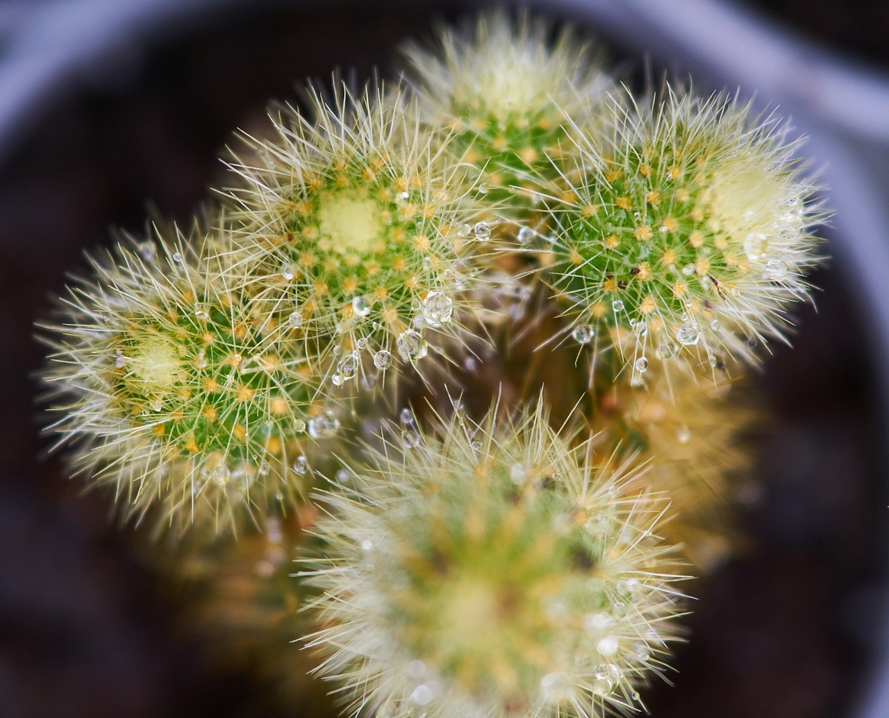 cactus flower plant free photo