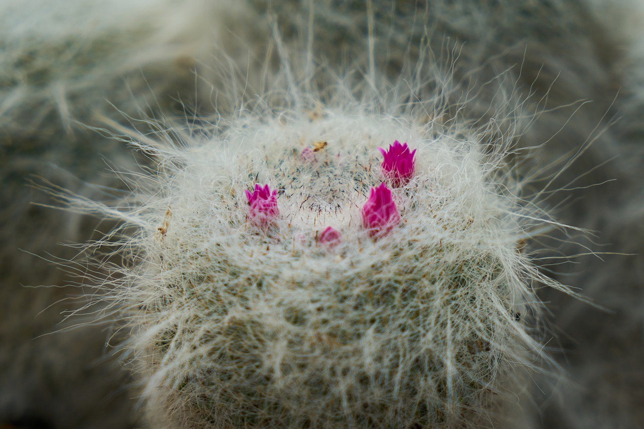 cactus flower plant free photo