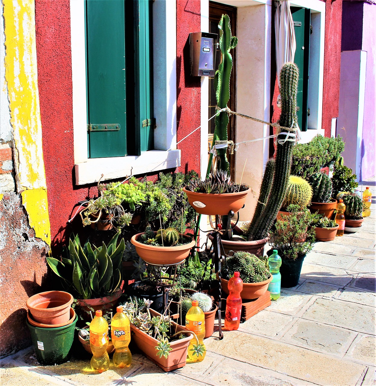 cactus pots plants free photo