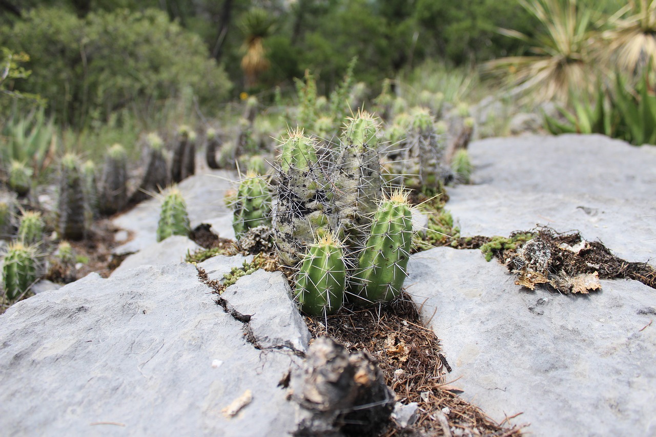 cactus stone rock free photo