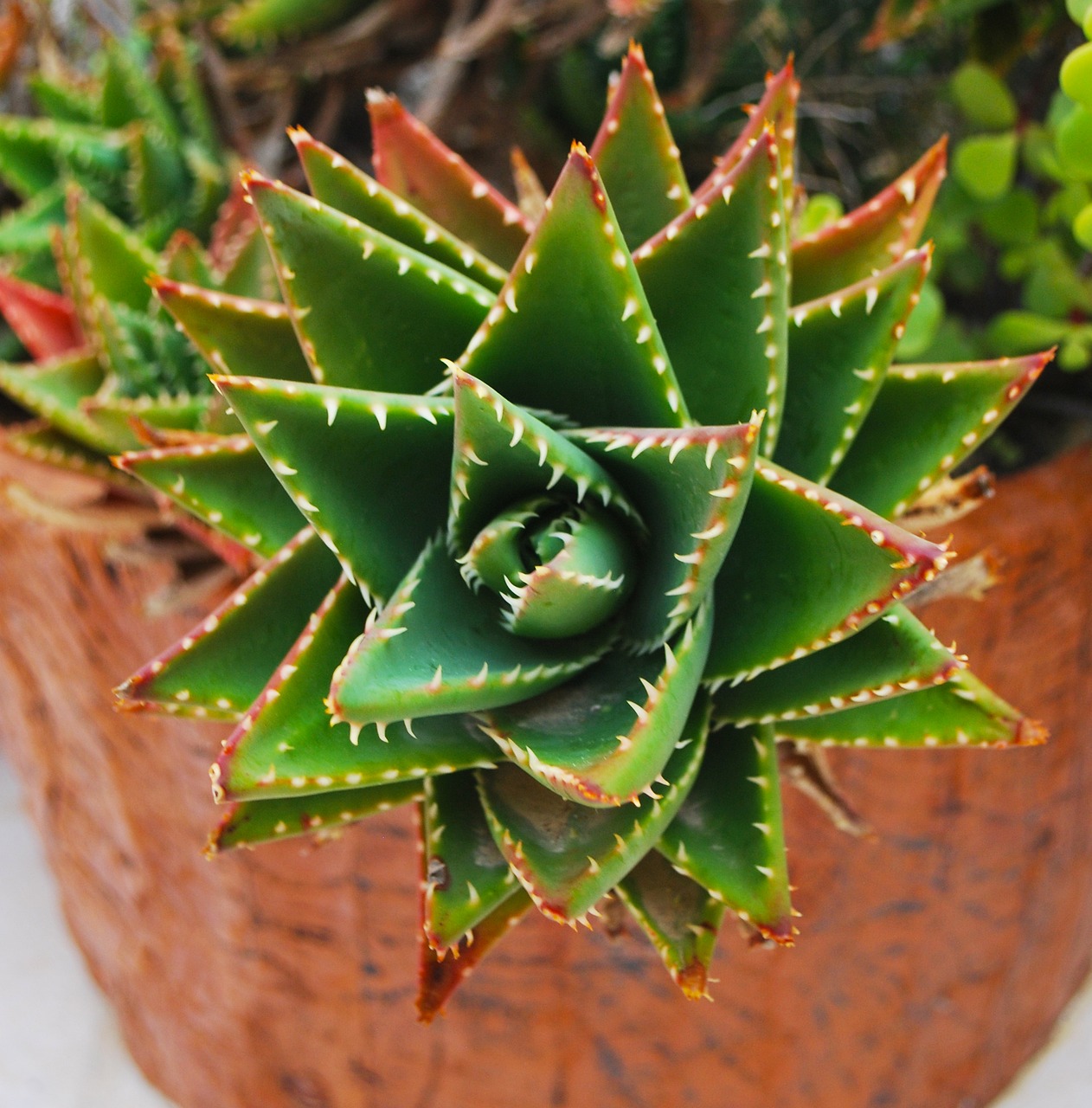 cactus flower malta free photo