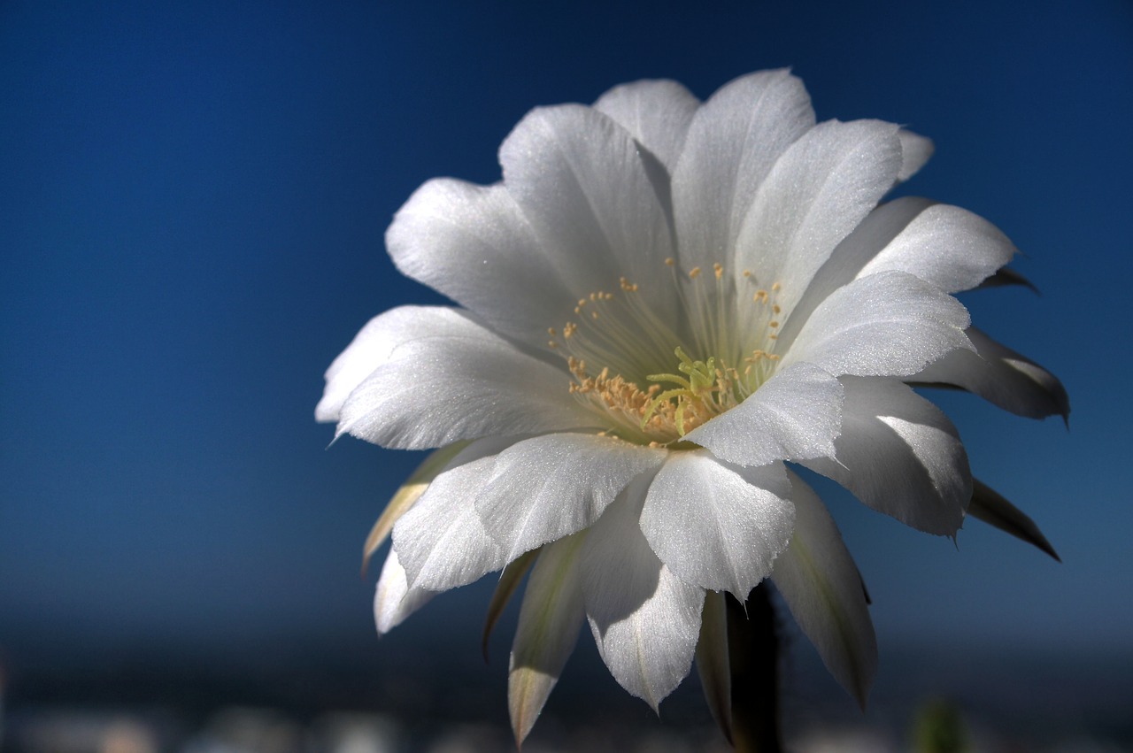 cactus white flower free photo