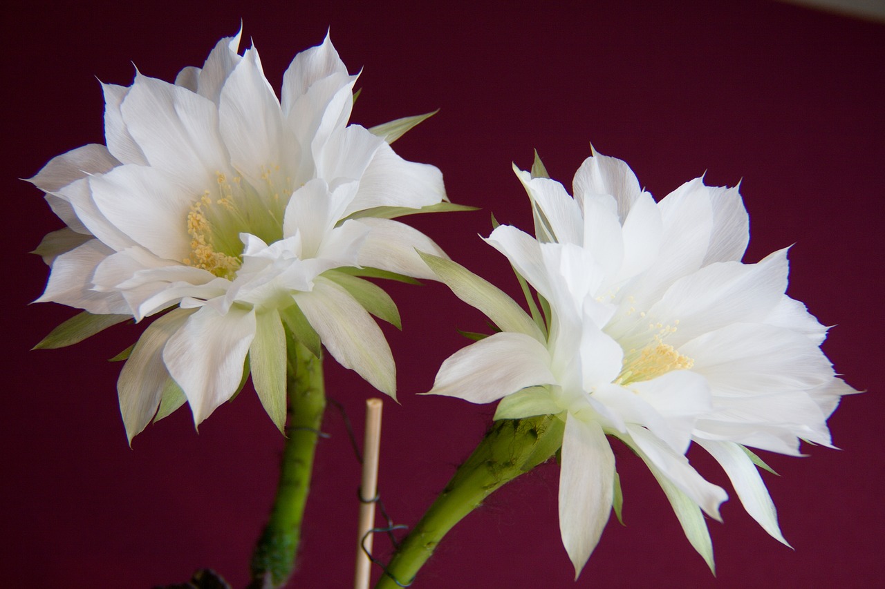 cactus white flower free photo