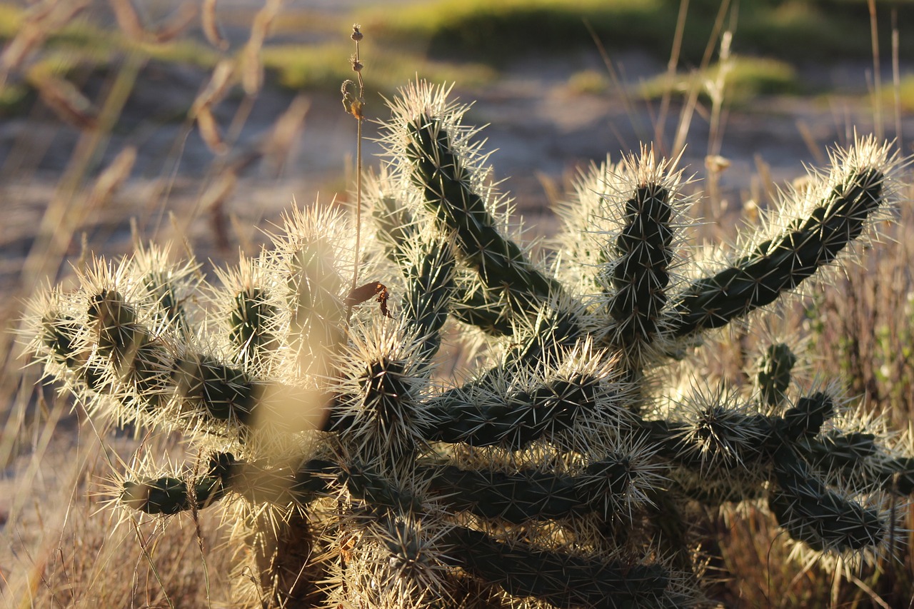 cactus hidalgo tailings free photo