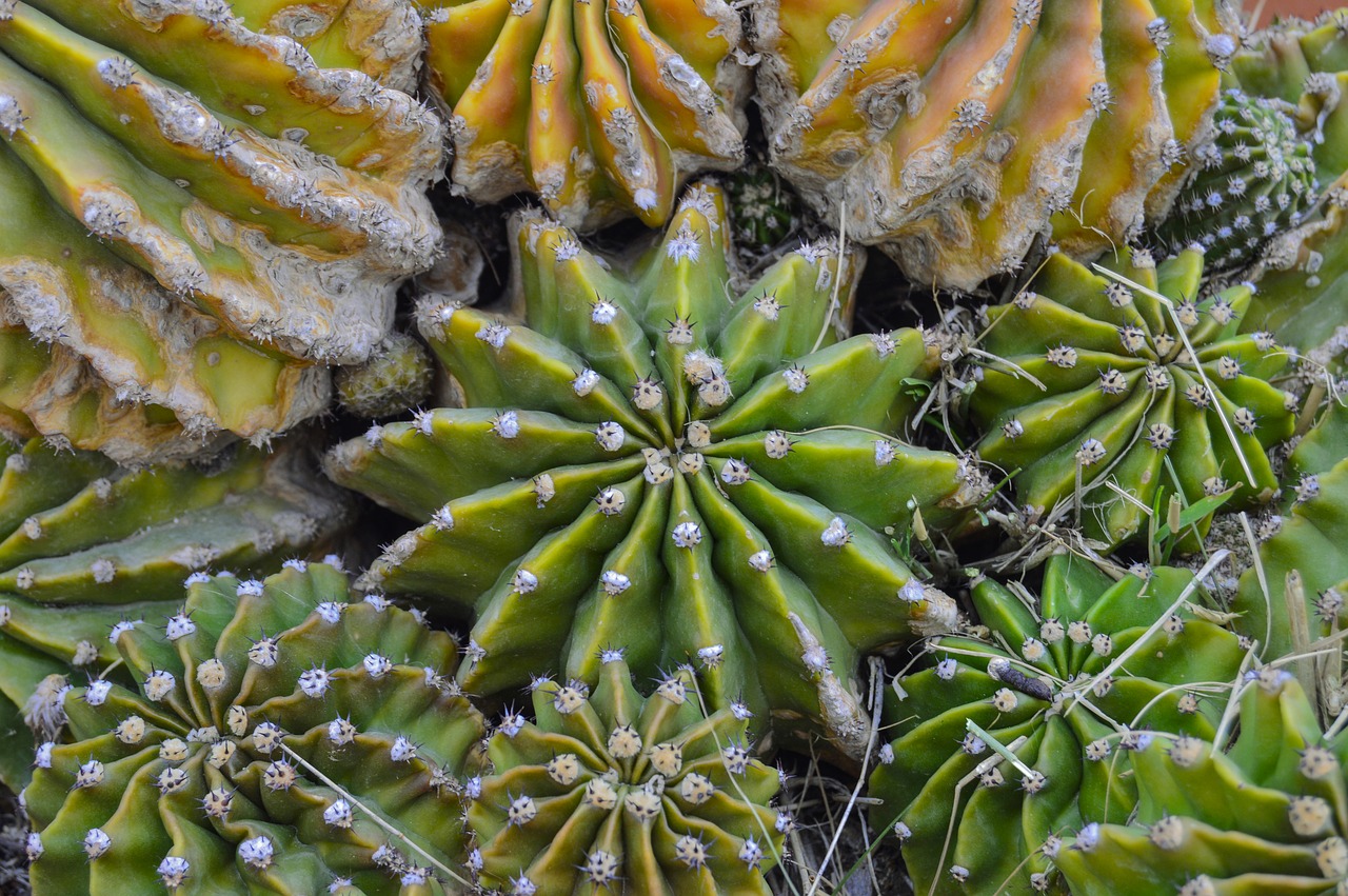 cactus desert plant thorns free photo