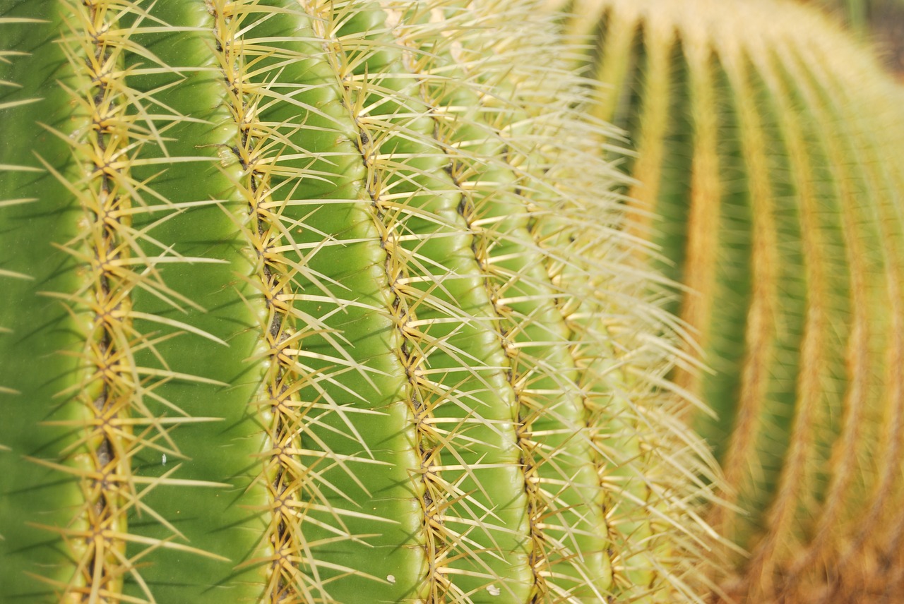 cactus green skewers free photo