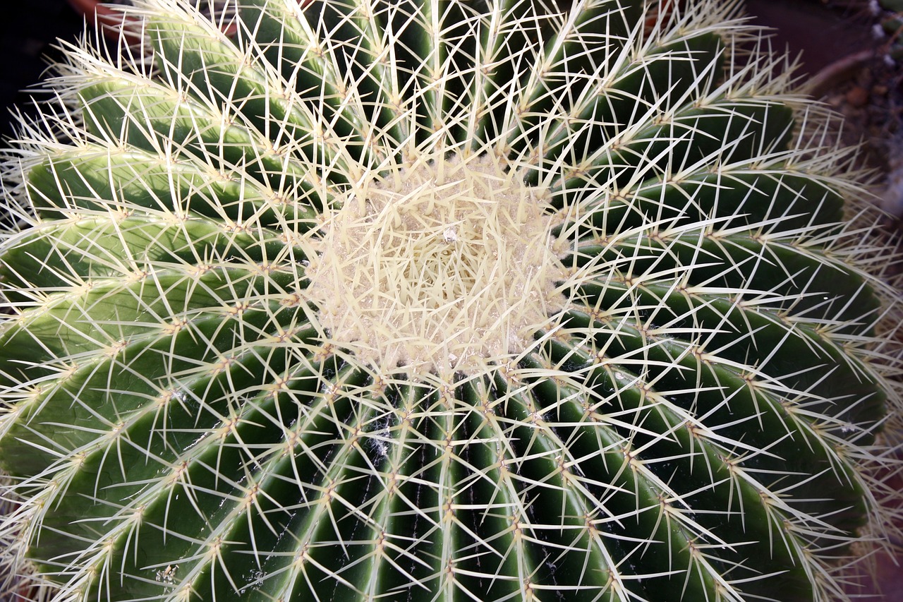 cactus botanical garden kiel free photo