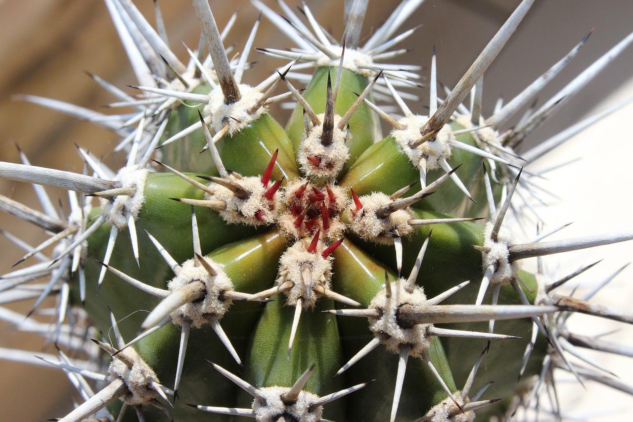 cactus spur growth free photo