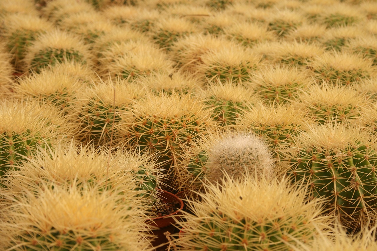 cactus dry nature free photo