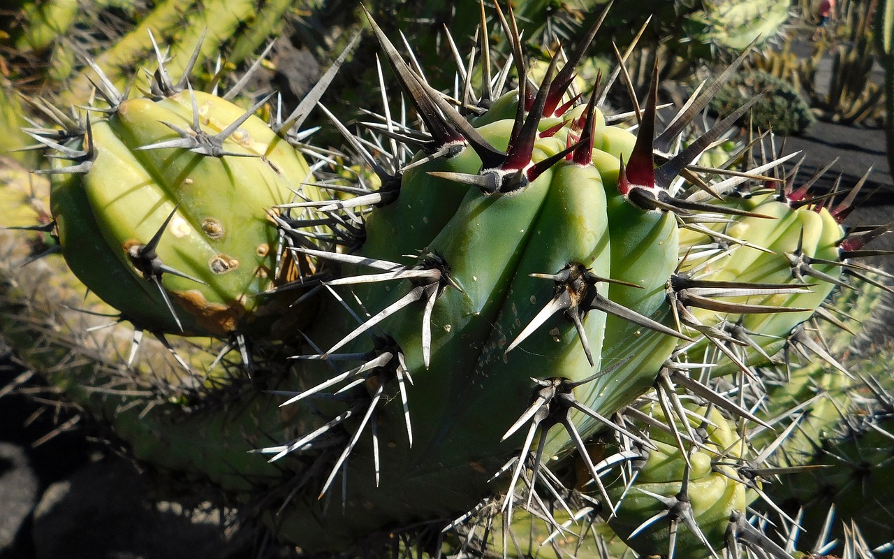 cactus plant nature free photo