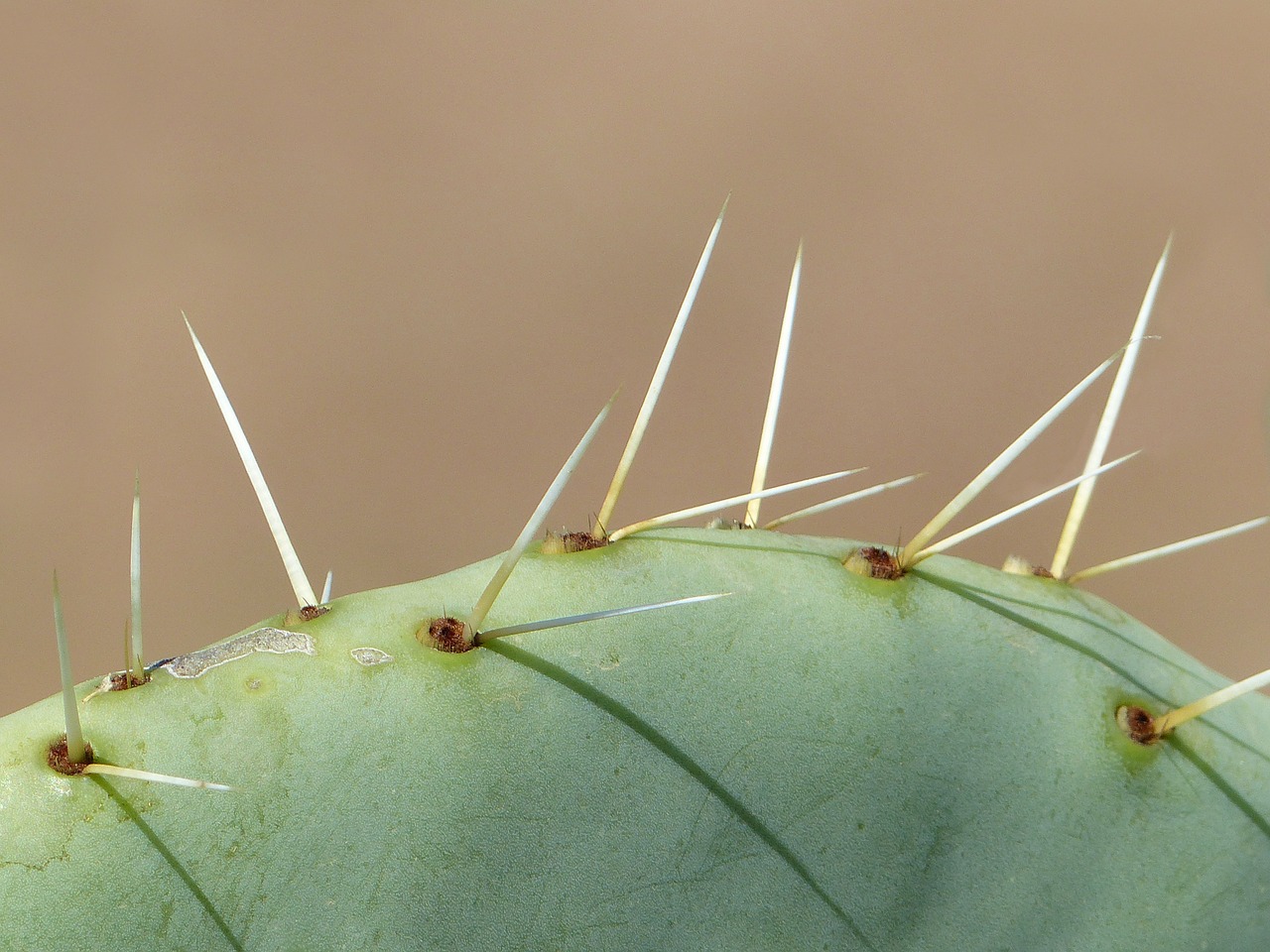 cactus long thorns close up free photo