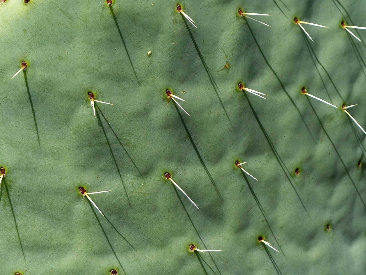 cactus long thorns spice free photo
