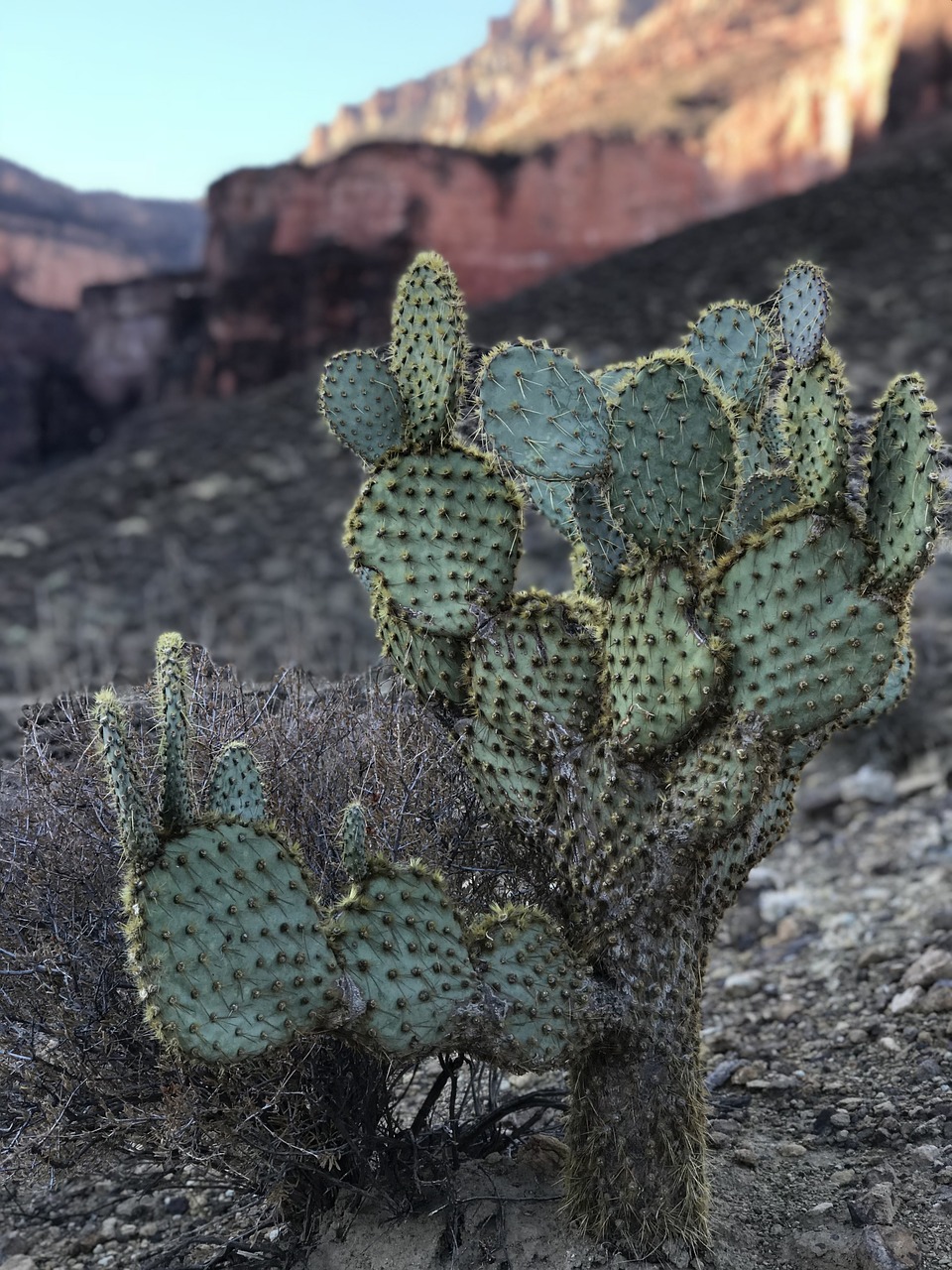 cactus desert nature free photo