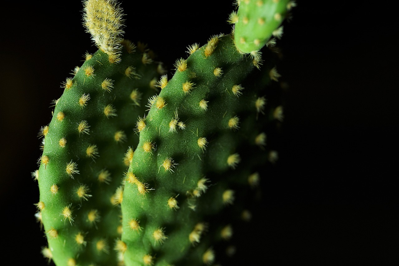 cactus thorn nature free photo