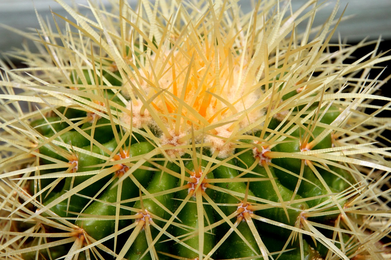 cactus spine succulent free photo