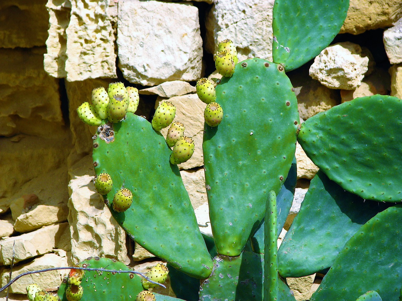 cactus plant thorny free photo