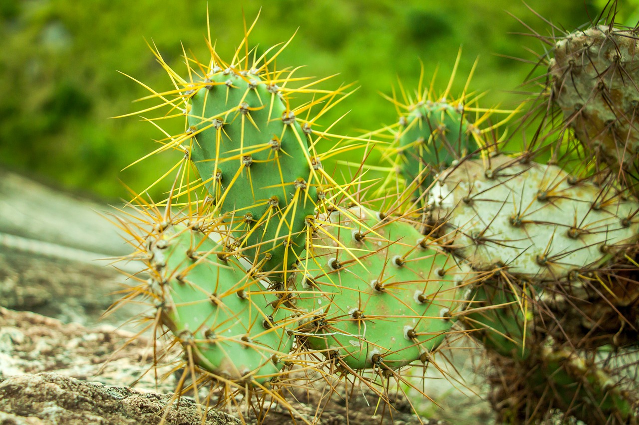 cactus spine nature free photo