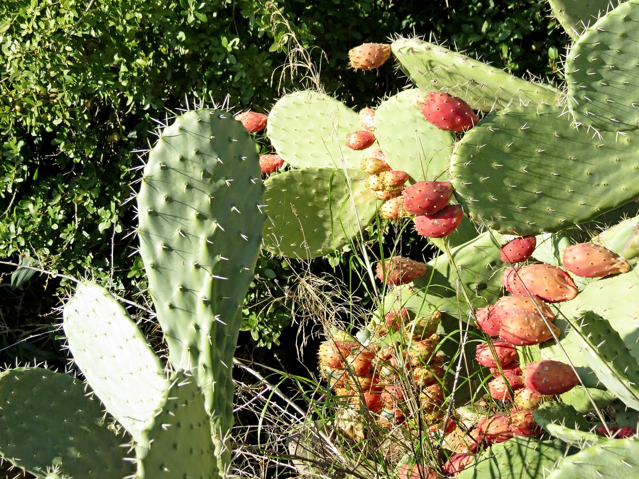 cactus summer fruit free photo