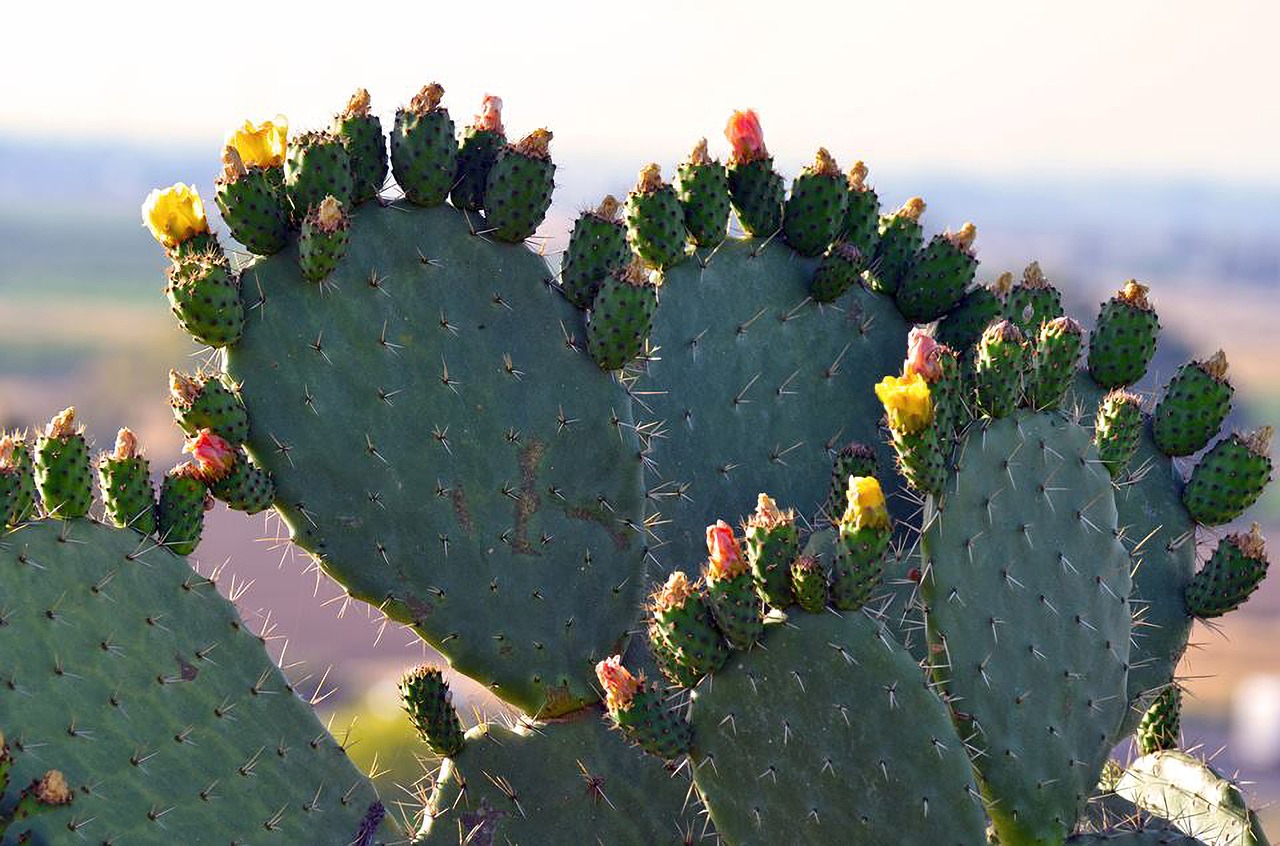 cactus spine sharp free photo