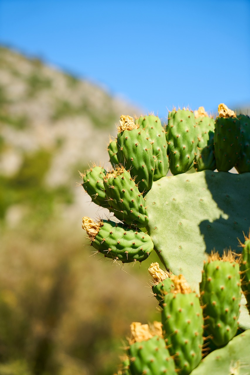 cactus hot plant free photo