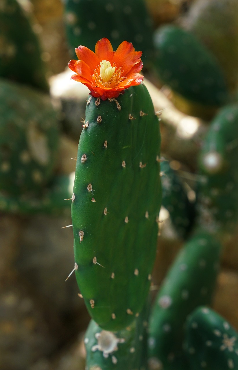 cactus flower red free photo