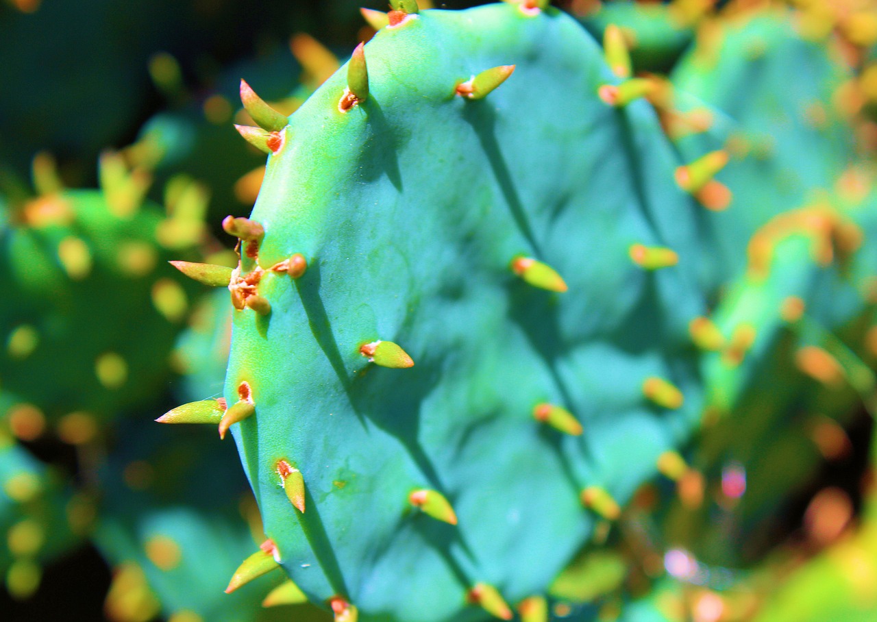 cactus flora leaf free photo