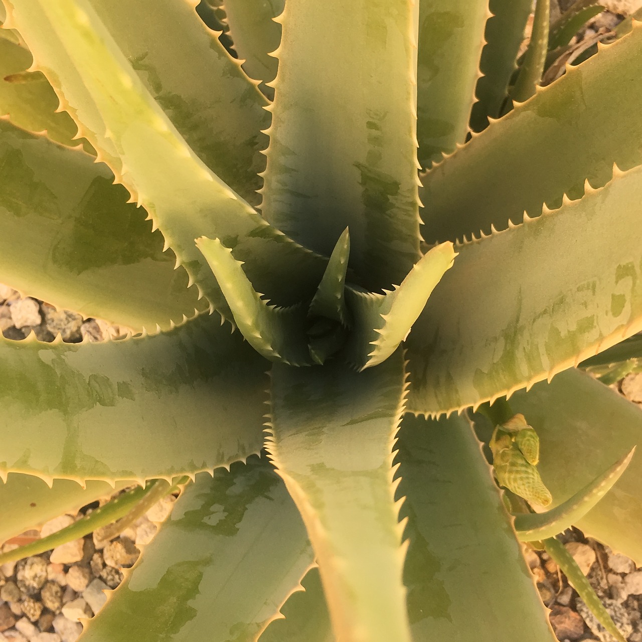 cactus desert succulent free photo