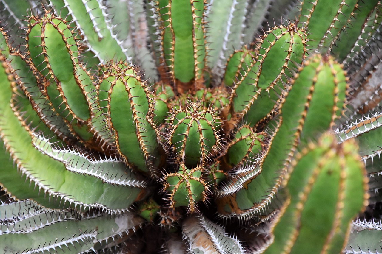 cactus spur prickly free photo