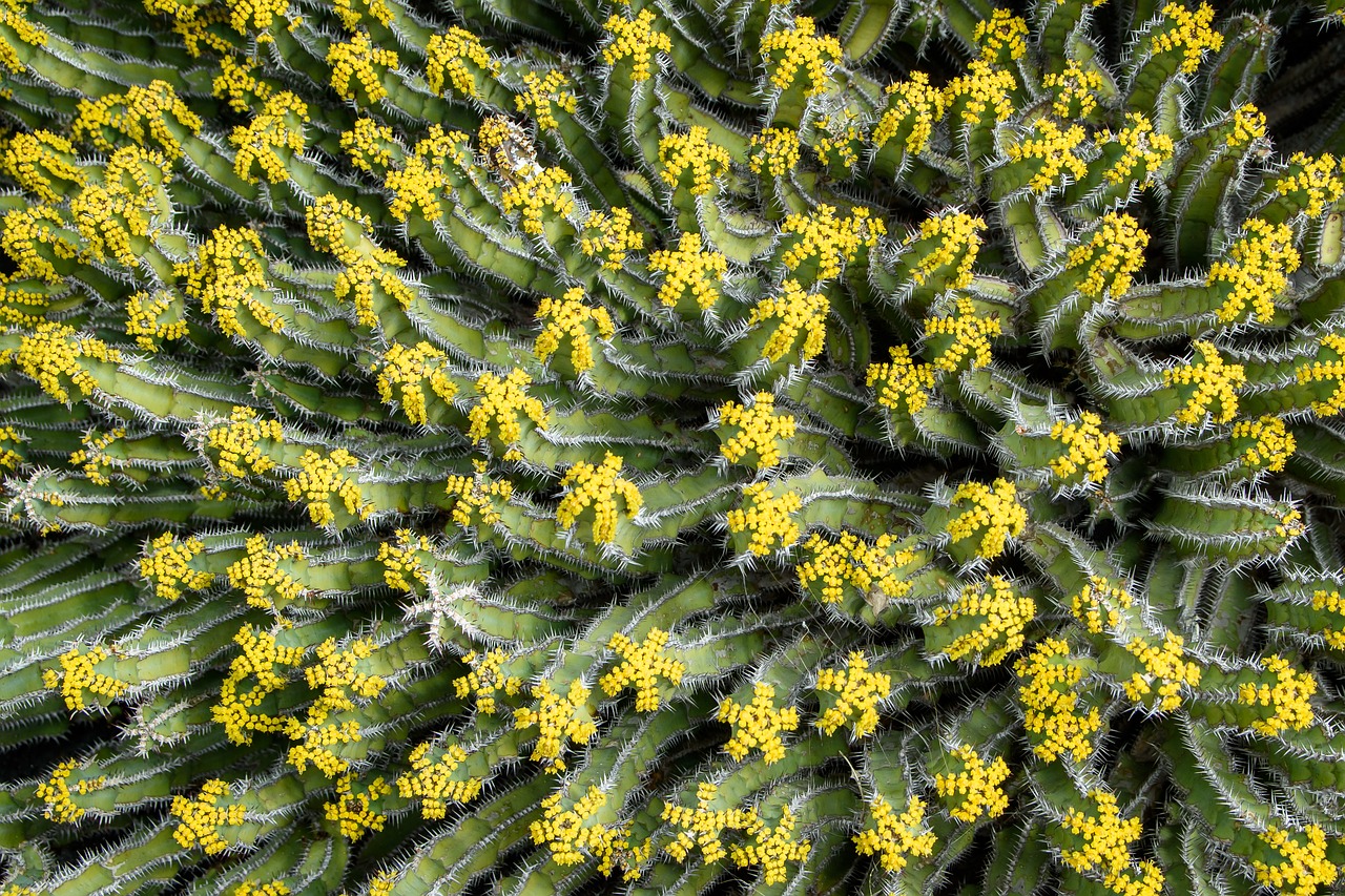 cactus thorn nature free photo