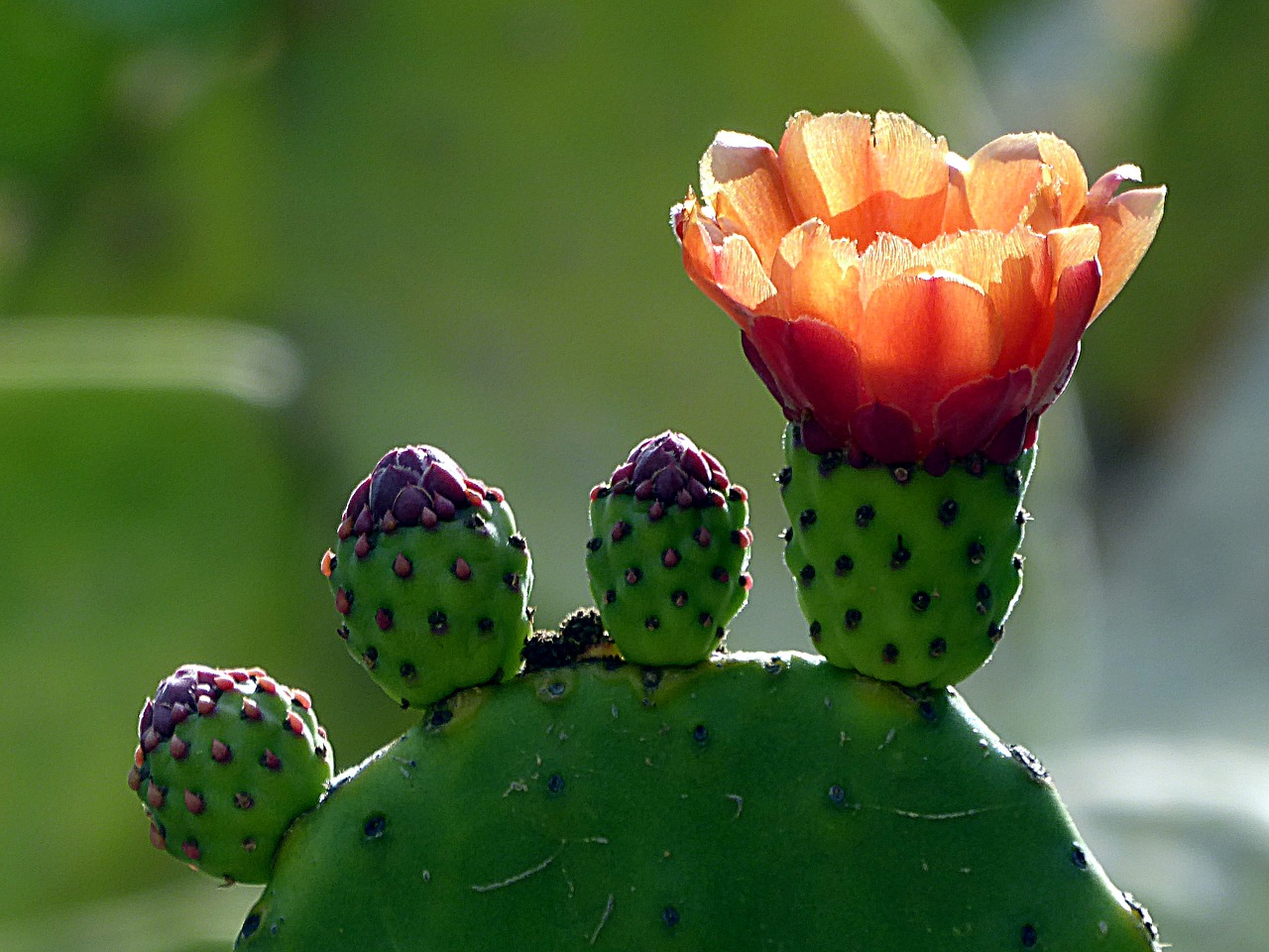 cactus flower nature free photo