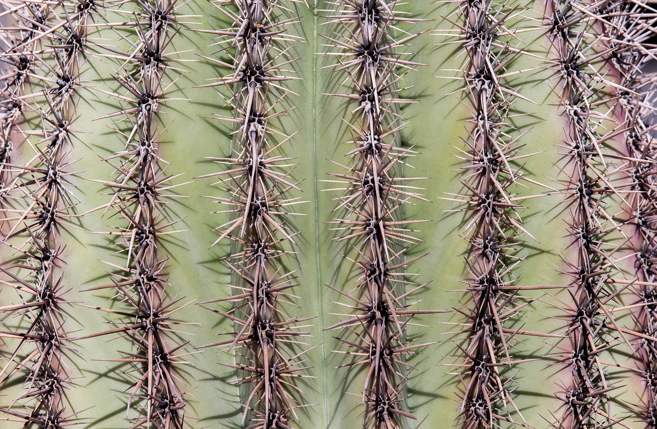 cactus spine sharp free photo