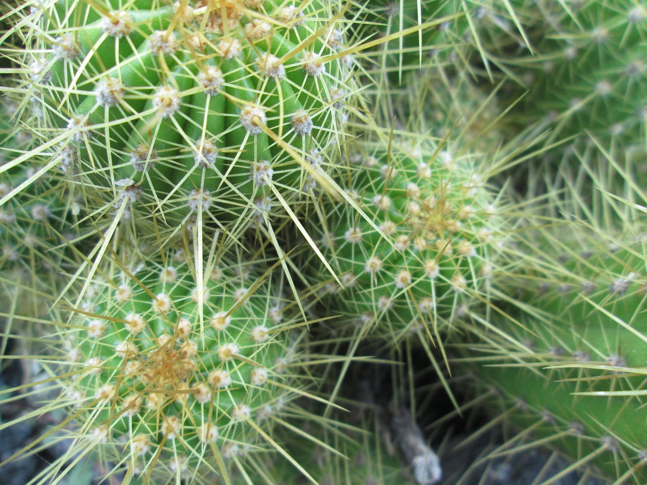 cactus spine nature free photo