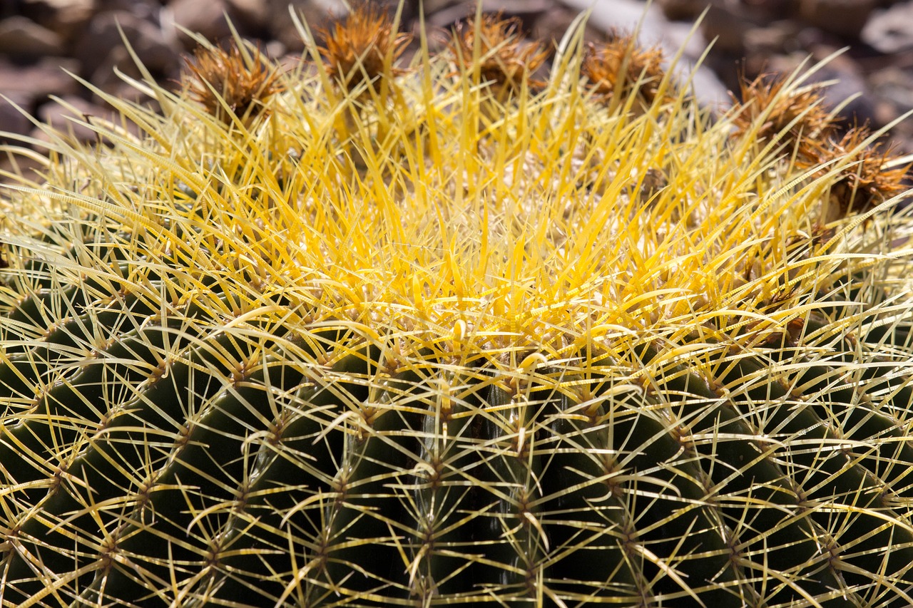 cactus spine desert free photo