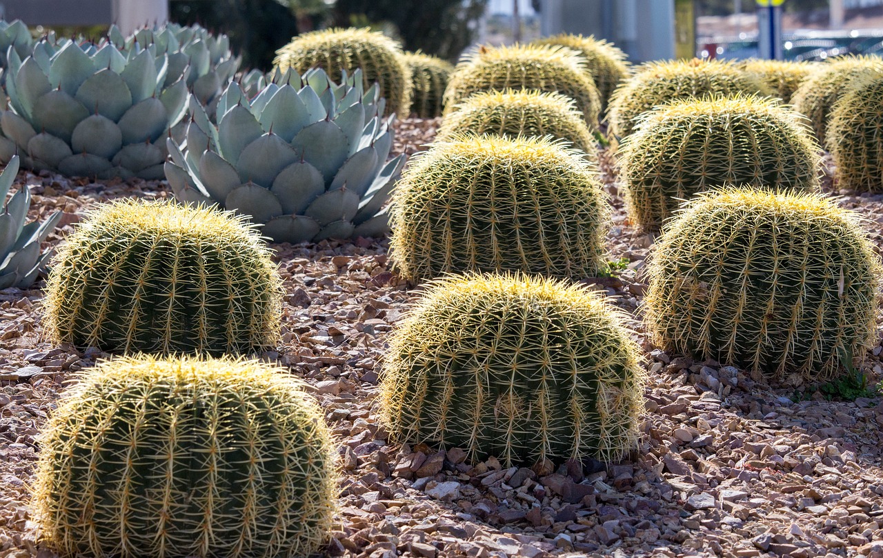 cactus nature succulent free photo